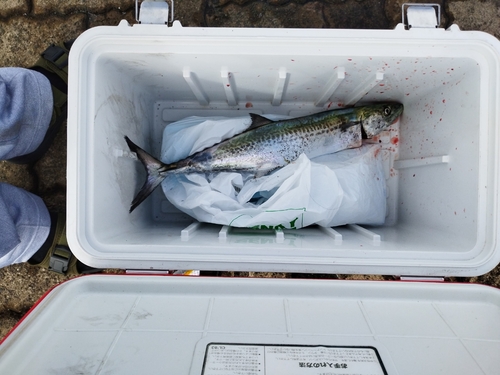 サゴシの釣果