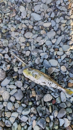 シロサバフグの釣果