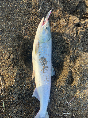 サケの釣果