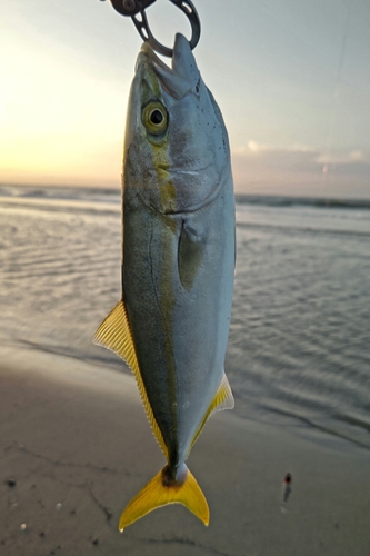 ワカシの釣果