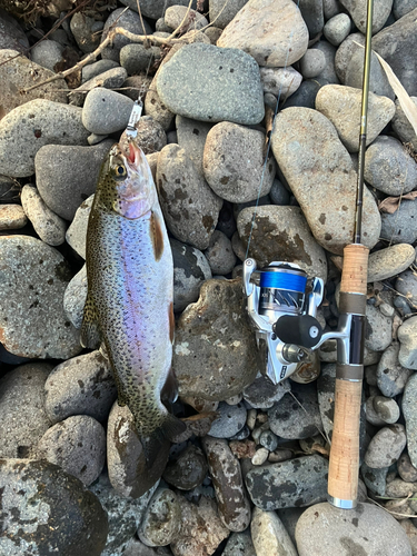 ニジマスの釣果