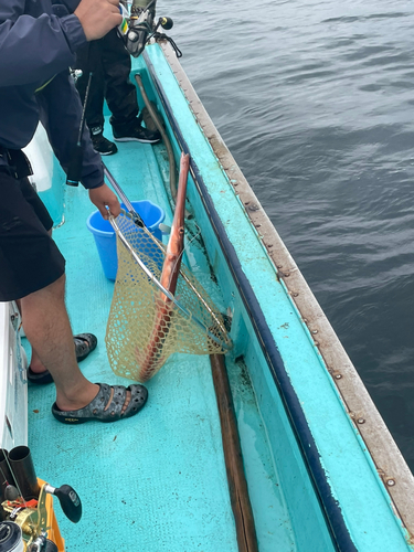 アカヤガラの釣果