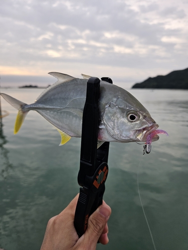 ロウニンアジの釣果