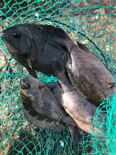 表浜名湖