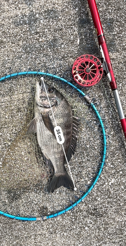 クロダイの釣果