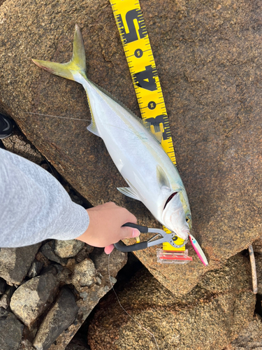 ハマチの釣果