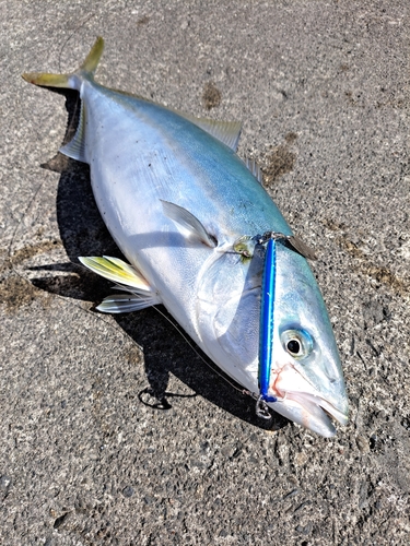 釣果