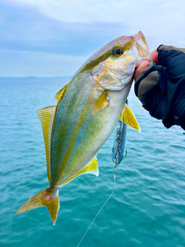 ネリゴの釣果