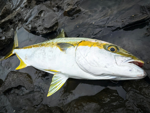 ヒラマサの釣果