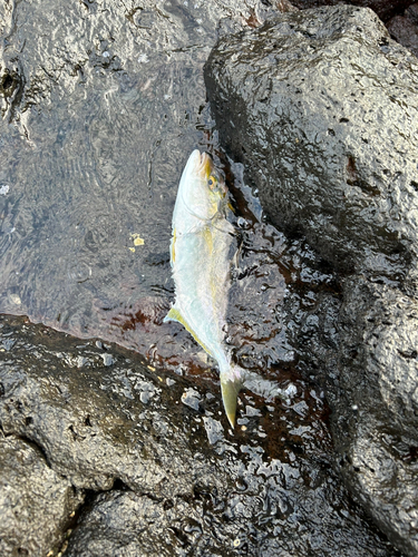 ショゴの釣果