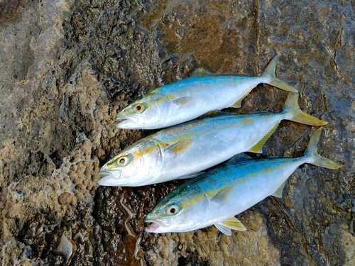 ツバスの釣果