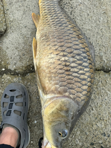 コイの釣果