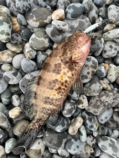 オオモンハタの釣果