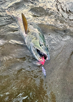 アキアジの釣果