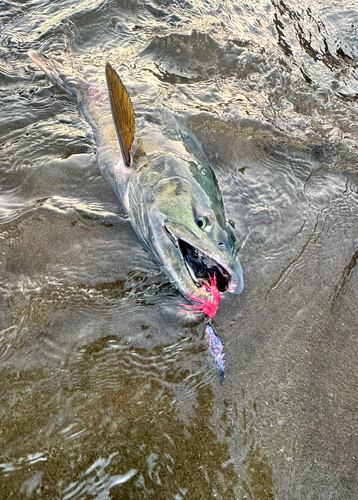 アキアジの釣果