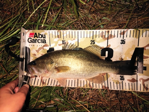 ブラックバスの釣果