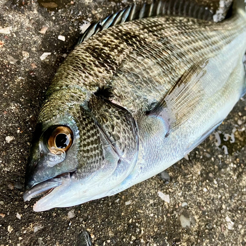 チンチンの釣果