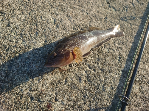 アイナメの釣果