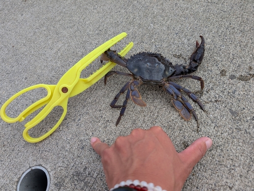 ワタリガニの釣果