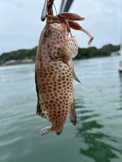 オオモンハタの釣果