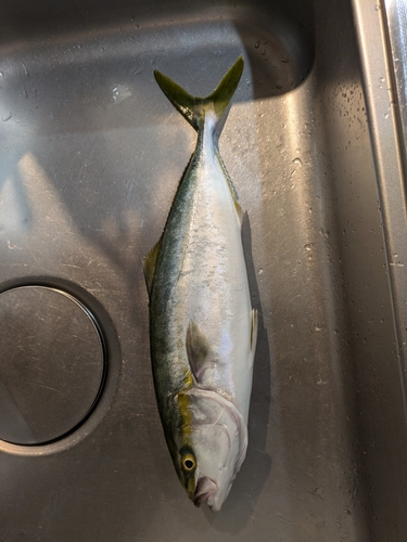 ハマチの釣果