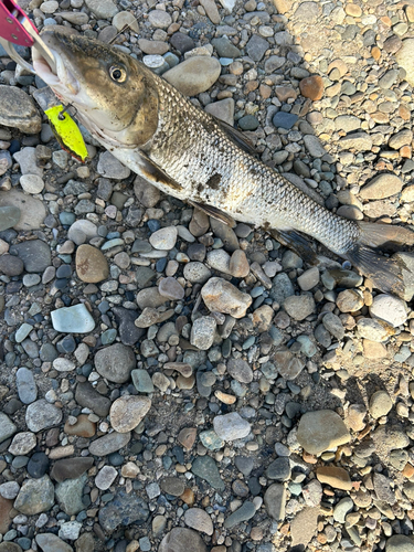 ニゴイの釣果