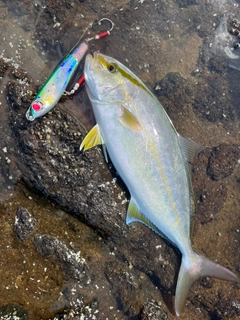 ショゴの釣果