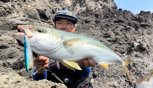 ヒラマサの釣果