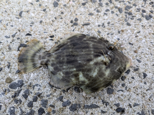 カワハギの釣果