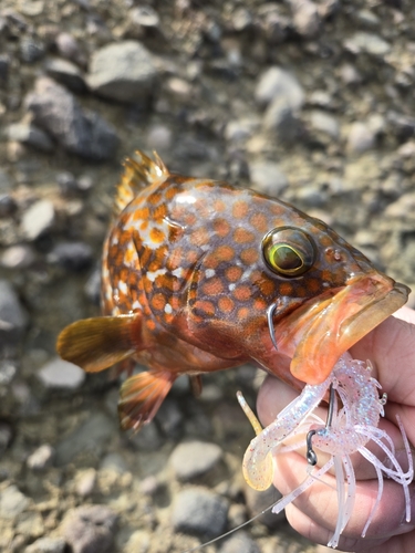 キジハタの釣果