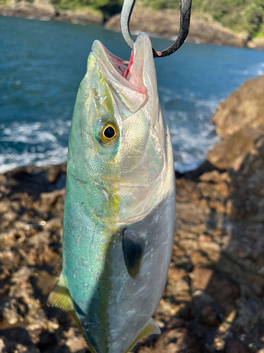 イナダの釣果