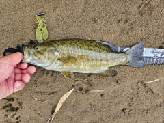 スモールマウスバスの釣果