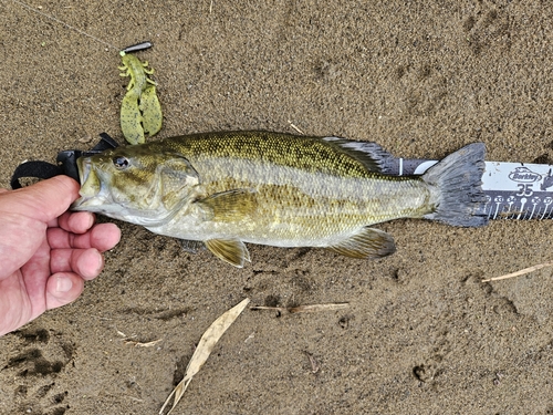 スモールマウスバスの釣果