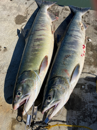 アキアジの釣果