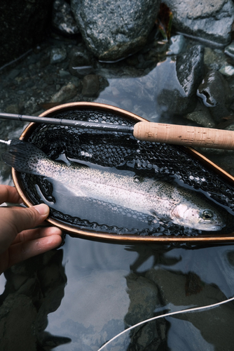 ニジマスの釣果