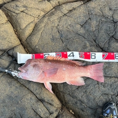 コブダイの釣果