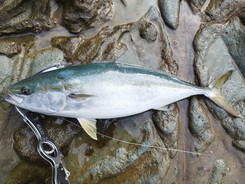 ハマチの釣果