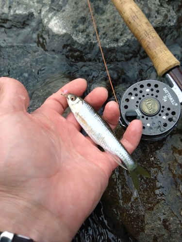 オイカワの釣果