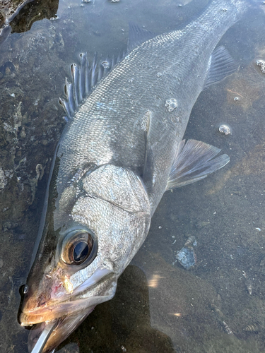 ヒラスズキの釣果