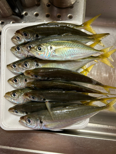 アジの釣果