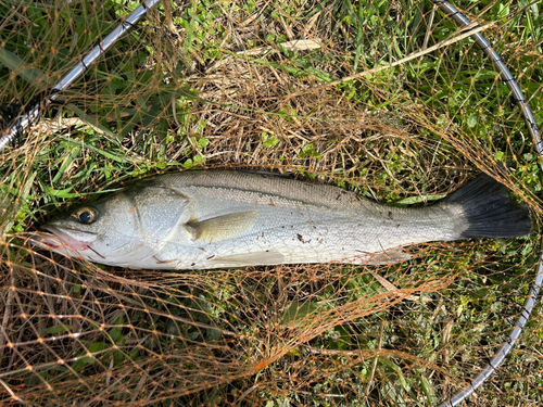 スズキの釣果