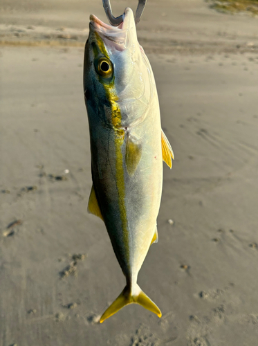 ワカシの釣果