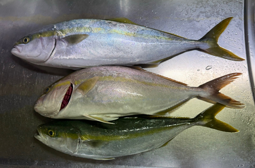 ハマチの釣果