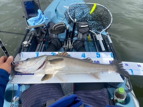 シーバスの釣果