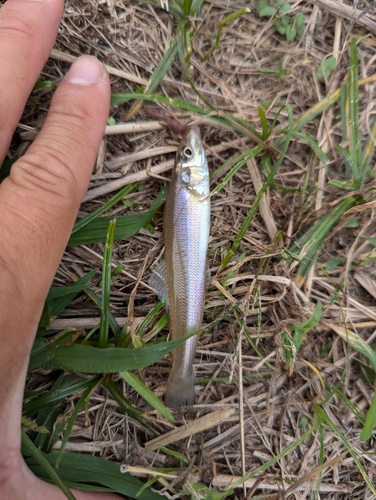 シロギスの釣果