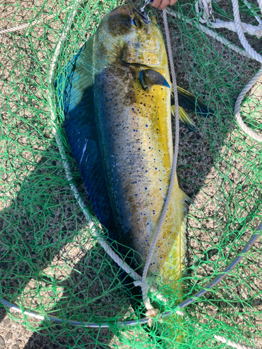 シイラの釣果