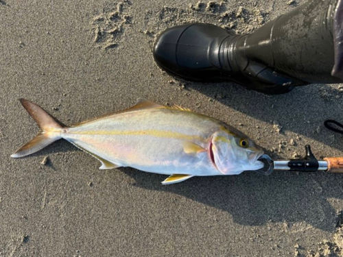 ショゴの釣果