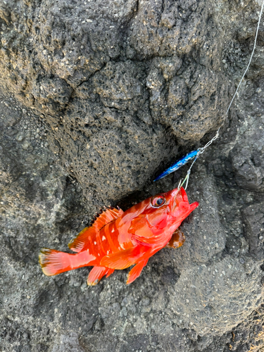 アカハタの釣果