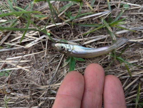 シロギスの釣果