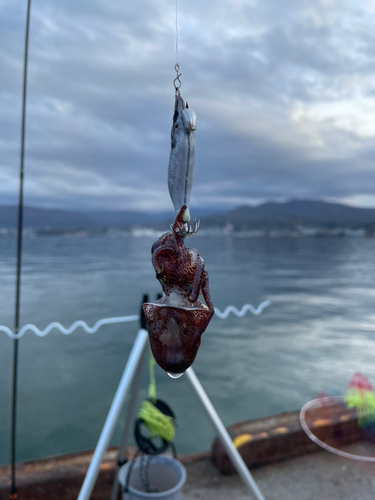 ミミイカの釣果